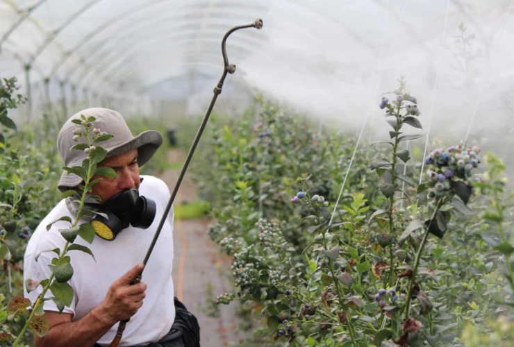 Pesticida vietato dall’Efsa, ma ancora ammesso in Europa fino al 2031