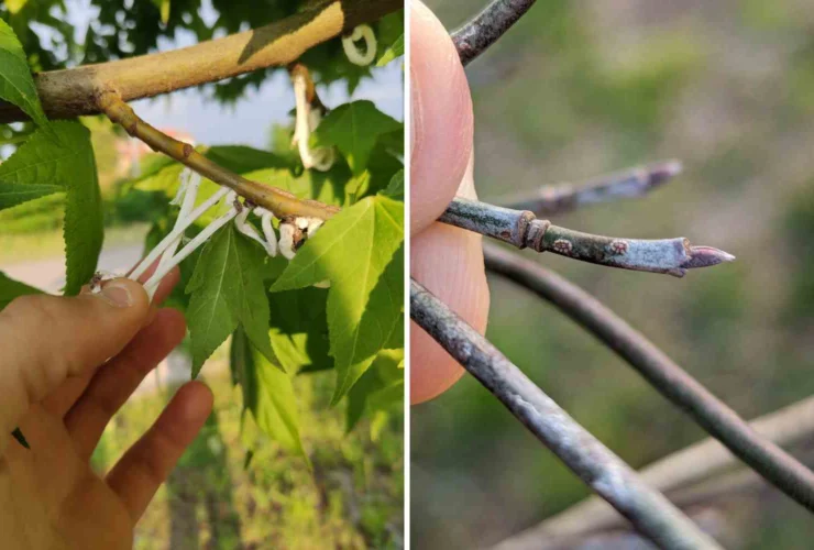 Come contrastare la Takahashia japonica: stop agli “anelli di totano” pericolosi nel Nord Italia