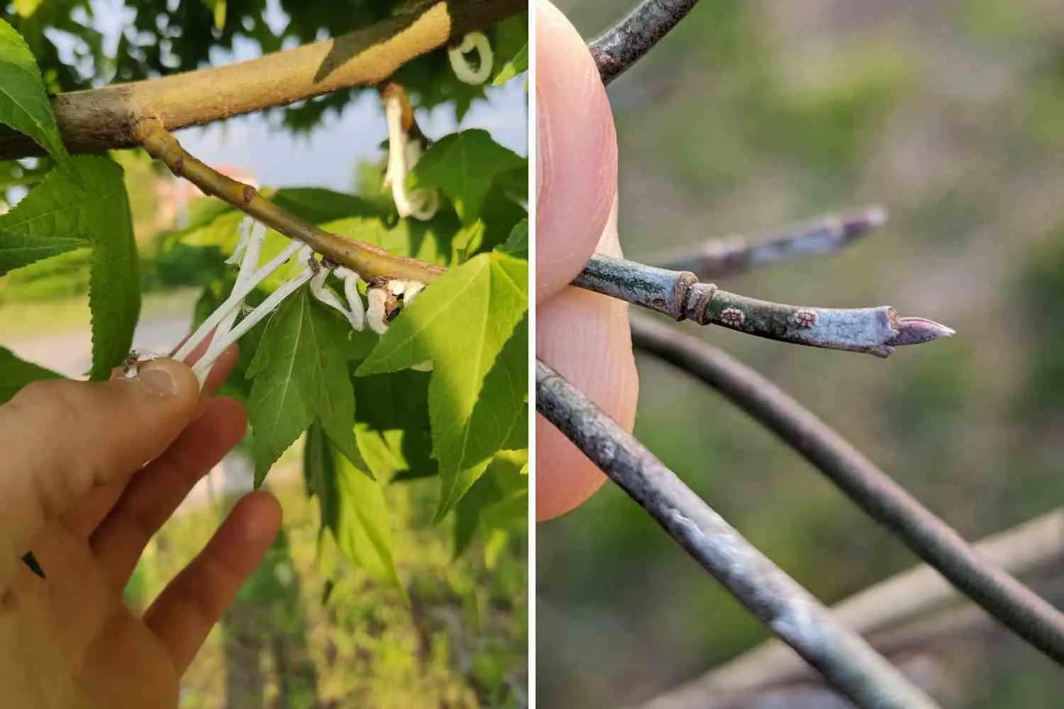 Come contrastare la Takahashia japonica: stop agli “anelli di totano” pericolosi nel Nord Italia