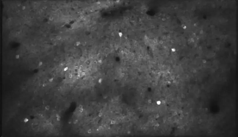 L’apprendimento accelera: nuove scoperte dal brain imaging