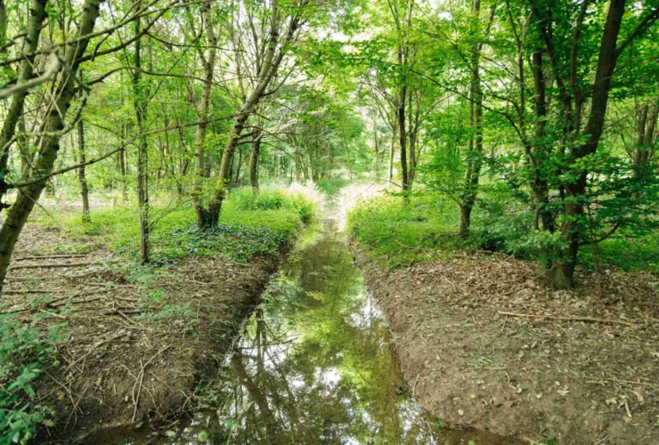 Da campo di mais a superforesta: come Bosco Limite purifica l’acqua della Pianura Padana