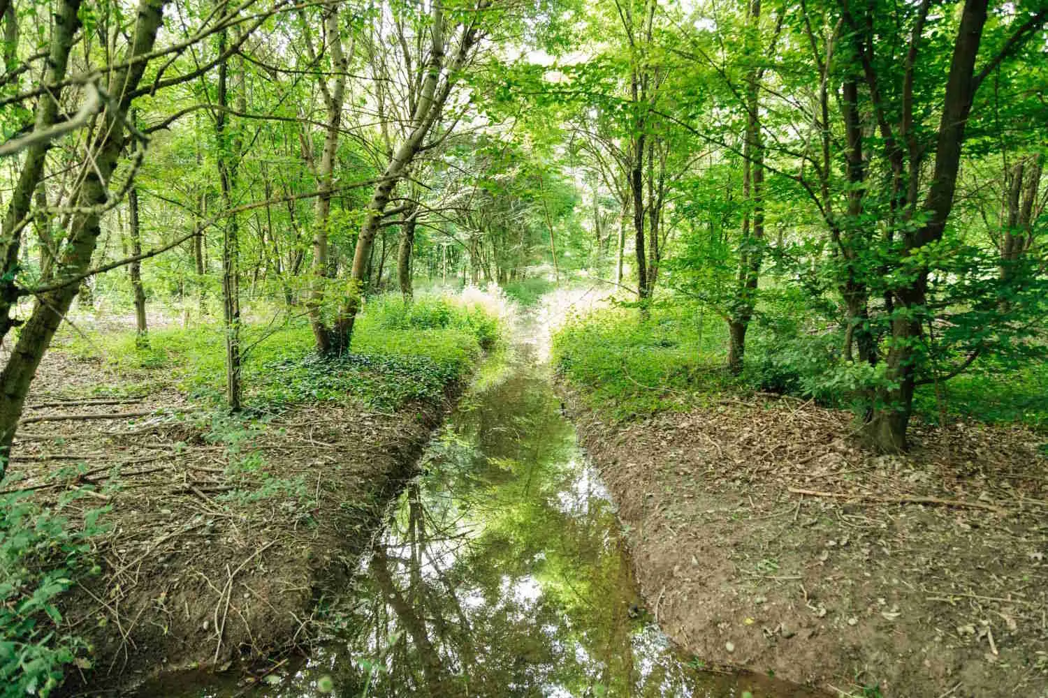 Da campo di mais a superforesta: come Bosco Limite purifica l’acqua della Pianura Padana