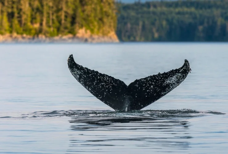 Il Pacific Rim Whale Festival di Vancouver Island: il top per vedere le balene grigie