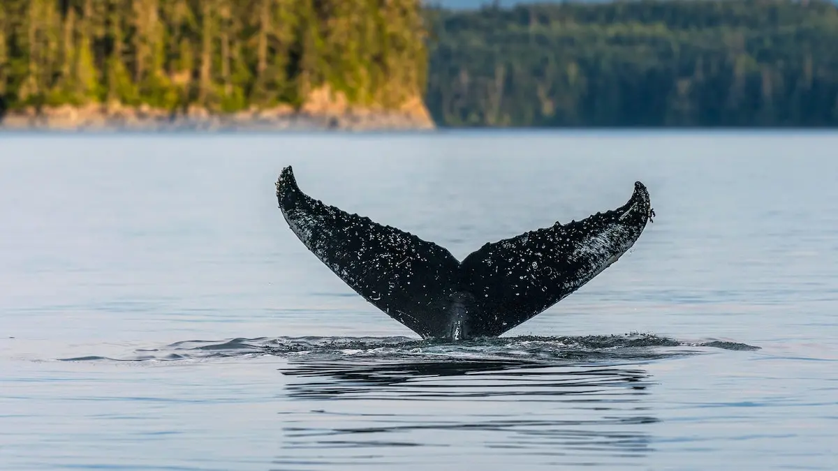 Il Pacific Rim Whale Festival di Vancouver Island: il top per vedere le balene grigie