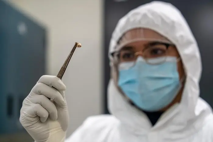 Il batterio della peste nera si evolve per uccidere più lentamente