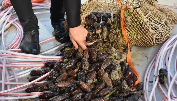 Crescita sostenibile nella produzione di deniz hıyarı e midie bianche