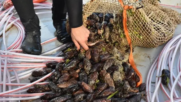 Crescita sostenibile nella produzione di deniz hıyarı e midie bianche