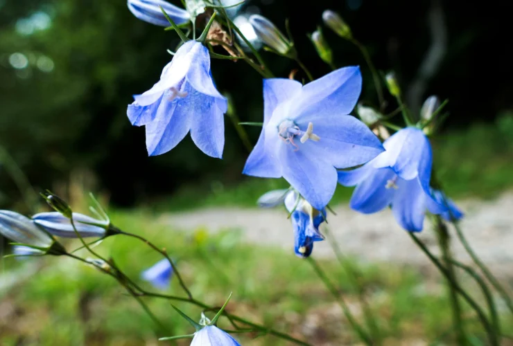 Blåklocka e lillà: fioriture anticipate e segni di cambiamento climatico