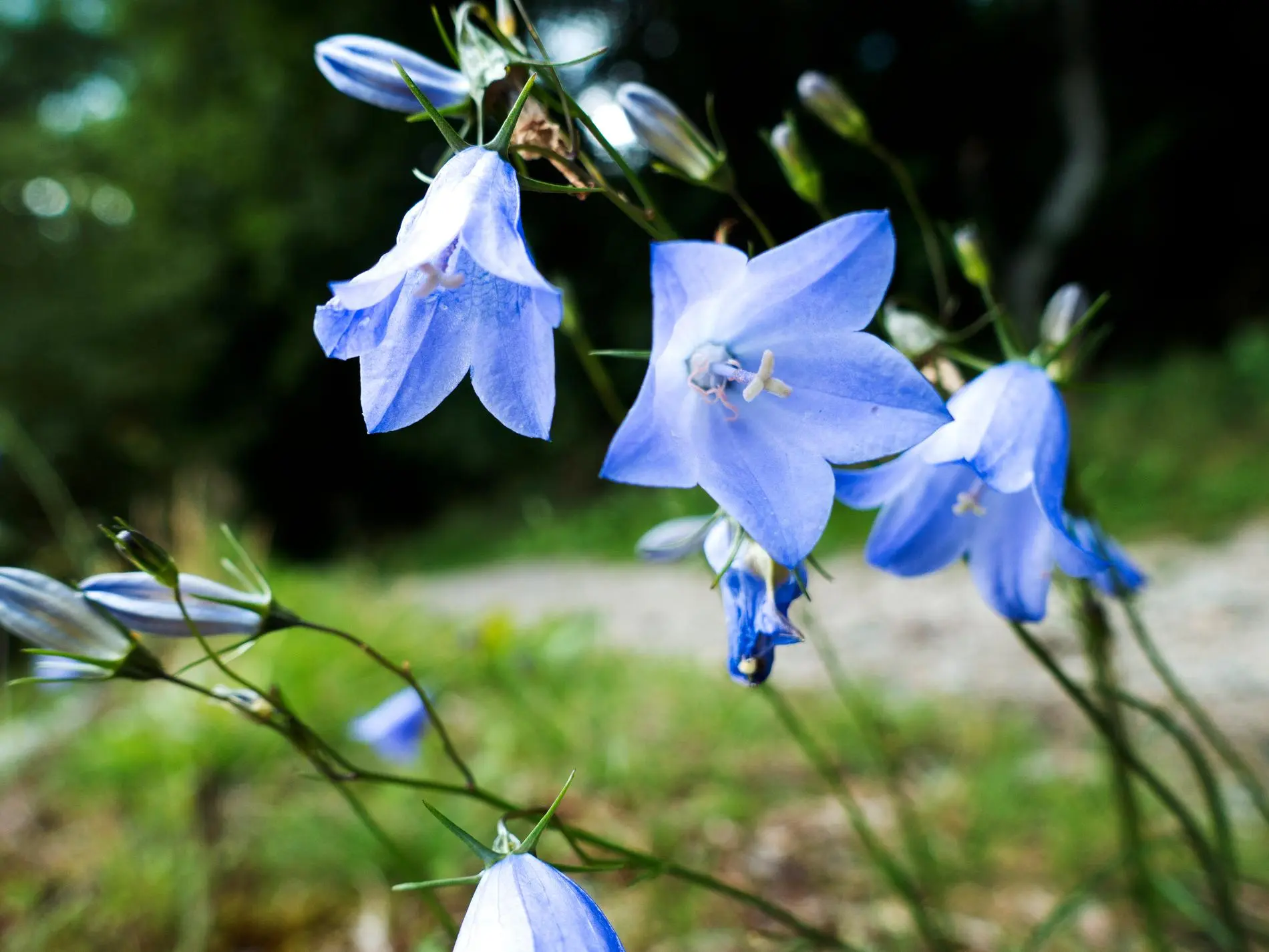 Blåklocka e lillà: fioriture anticipate e segni di cambiamento climatico