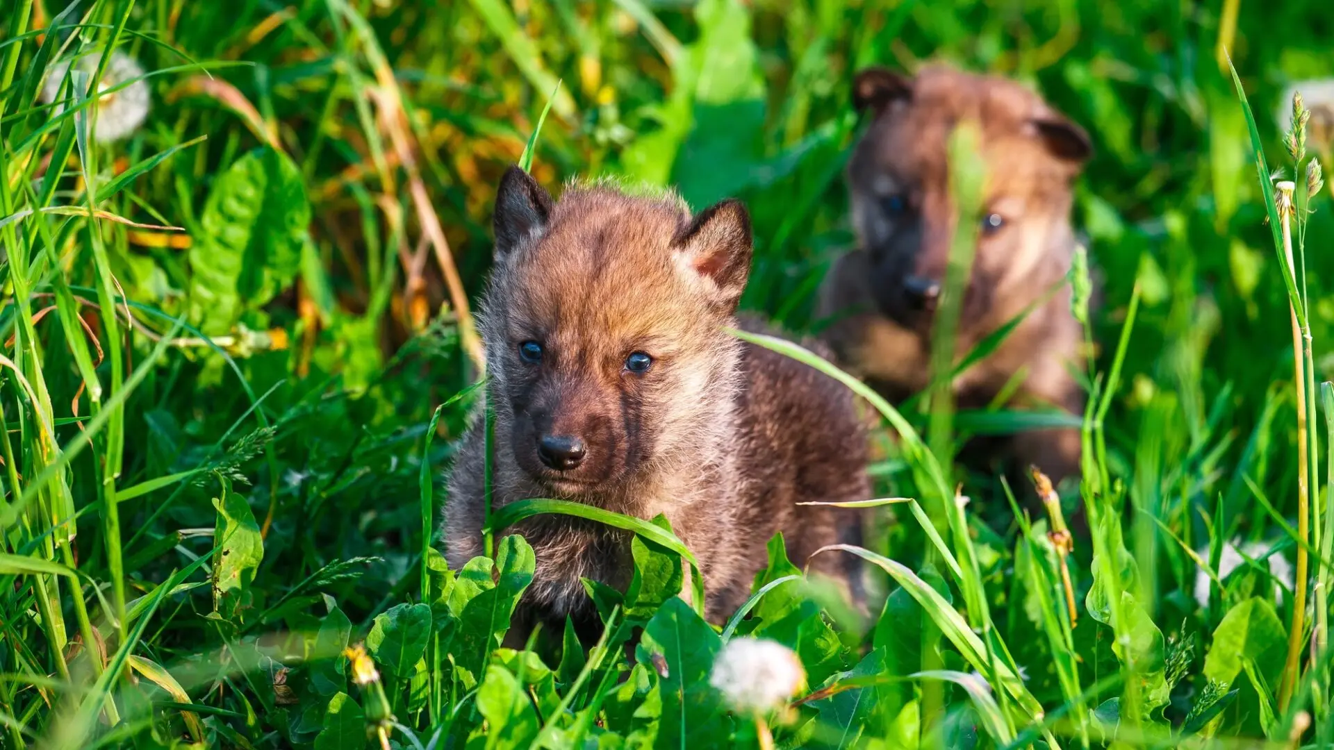 Due cuccioli dell’età glaciale: animali simili a cani ma unici
