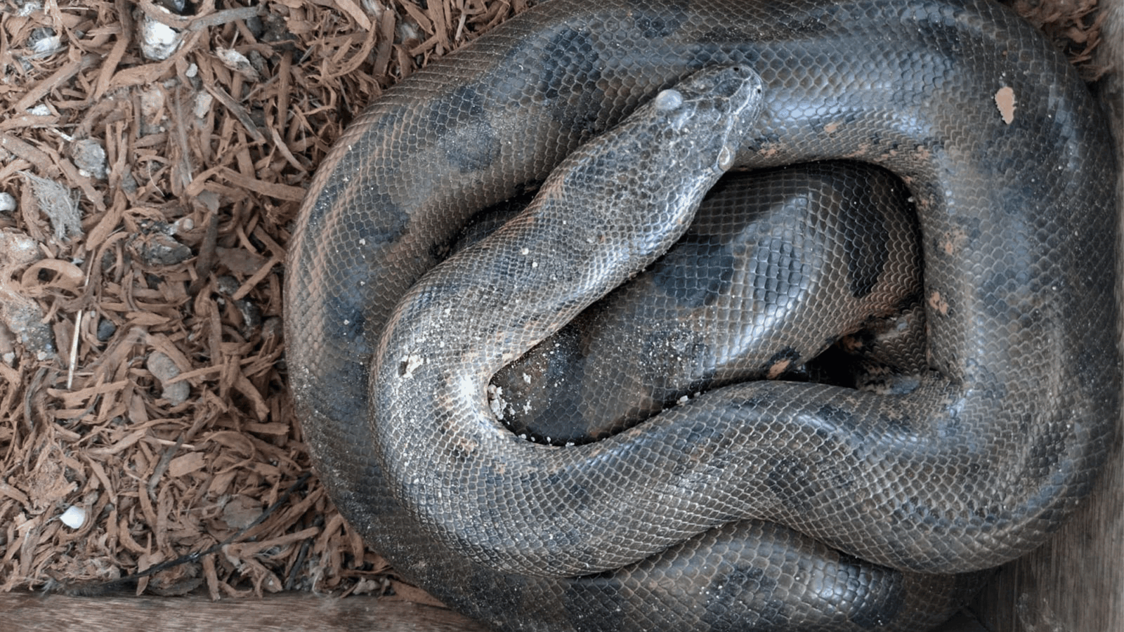 Come anaconde, galline e abitanti convivono nella foresta amazzonica