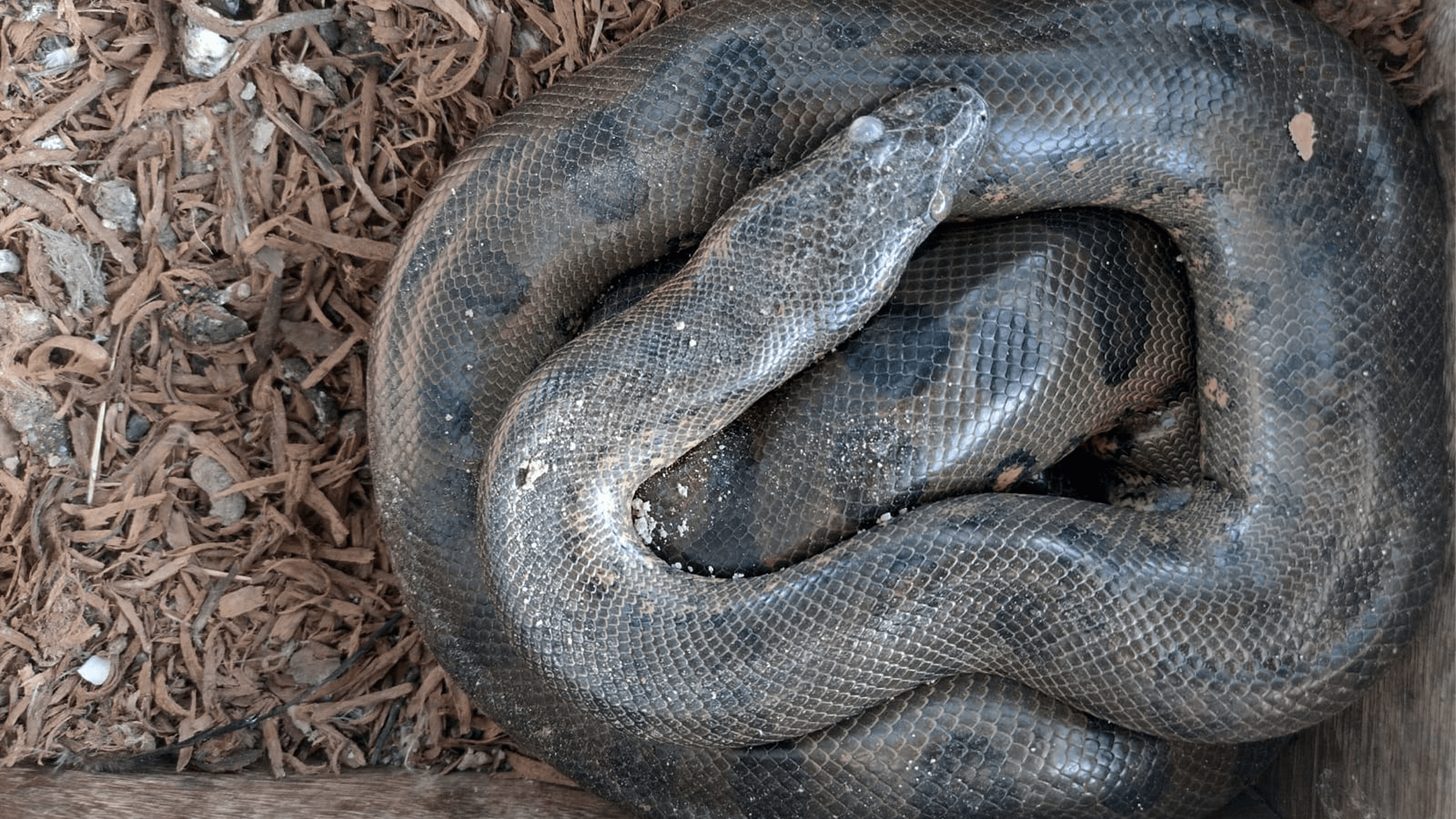 Come anaconde, galline e abitanti convivono nella foresta amazzonica