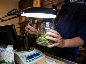Il legame tra cannabis e malattie cardiovascolari in evoluzione normativa