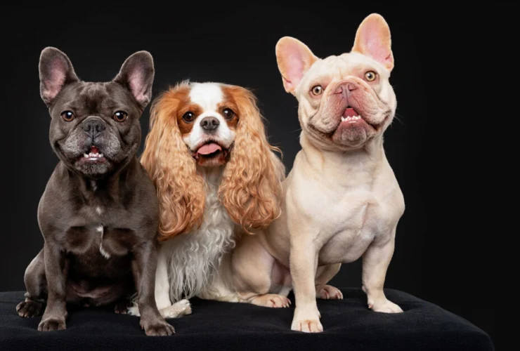 Un incontro autentico con un fotografo specializzato in cani