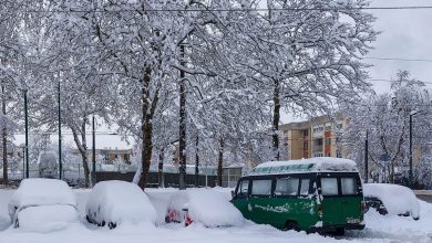 Tragedija u Sarajevu: Palo drvo na ženu, umrla u bolnici