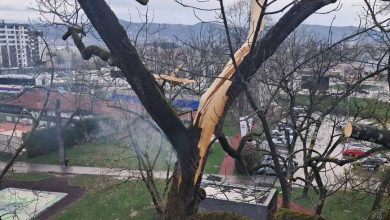 Grom udario u drvo u centru Banjaluke