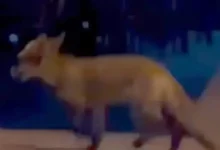 Lisica ušla u baštu kafića u Banjaluci, sve snimljeno kamerom
