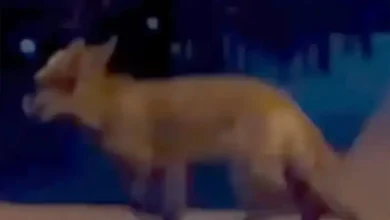 Lisica ušla u baštu kafića u Banjaluci, sve snimljeno kamerom