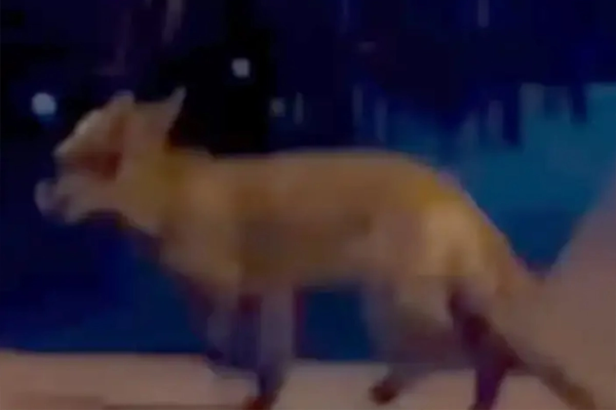 Lisica ušla u baštu kafića u Banjaluci, sve snimljeno kamerom