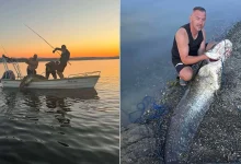 Kapitalni ulov na Modracu: Som od 72 kg izazvao oduševljenje ribolovca