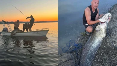 Kapitalni ulov na Modracu: Som od 72 kg izazvao oduševljenje ribolovca