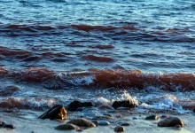 Na plaži u Hrvatskoj pronađena ešerihija koli