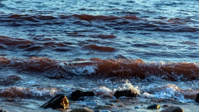 Na plaži u Hrvatskoj pronađena ešerihija koli