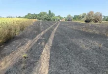 Brzom intervencijom vatrogasaca zaustavljeno širenje požara kod Srpca