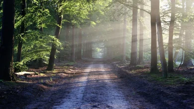 Radnik iz Drvara poginuo u šumi
