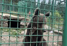 Najveće zvijeri BiH zarobljene u najmanjim kavezima