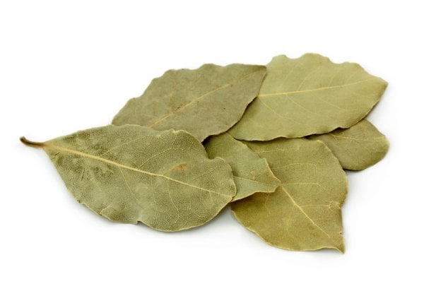 laurel-lovor