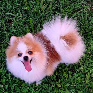Pomeranac na prodaju