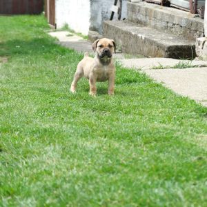 Juznoafricki Mastif, Boerboel