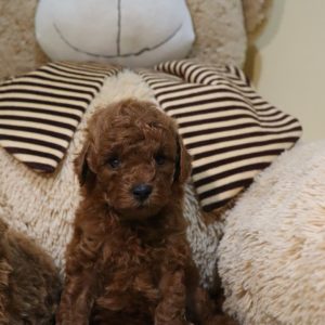 Toy pudle