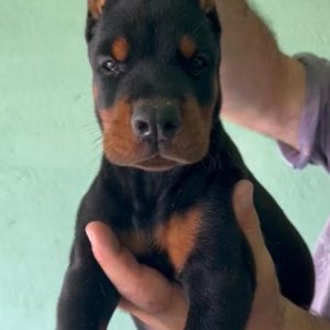 Doberman stenci na prodaju