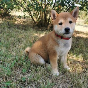 Shiba Inu Štenci