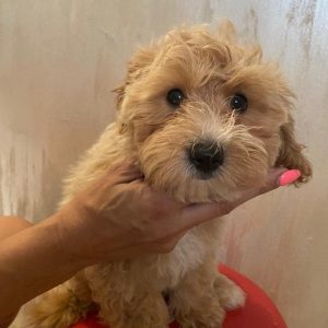 Maltipoo štene
