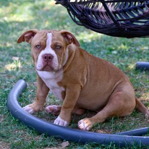 Američki Buli / American Bully Pocket štenci