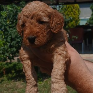 Toy Pudla prelepi štenci