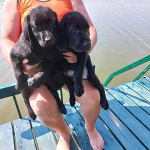 Labrador štenci