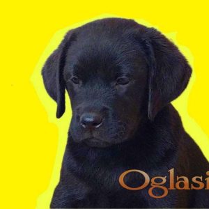 Labrador štenci