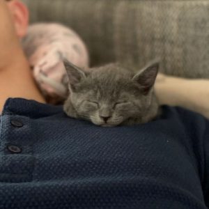 Rusian Blue Cat