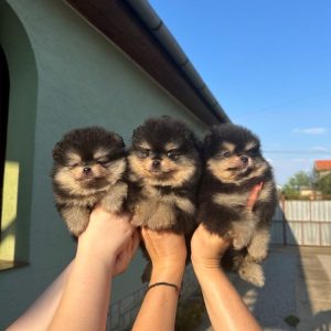 Odgaivacnica ekskluzivnih pomeranaca