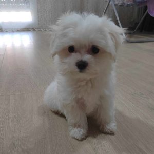 Mini maltezer