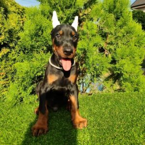 Doberman štenci
