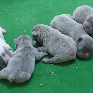 Francuski buldog štenci egzotične plave boje