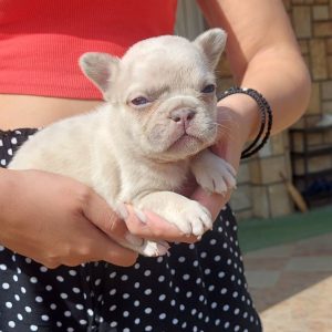 Francuski buldog štenci egzotičnih boja