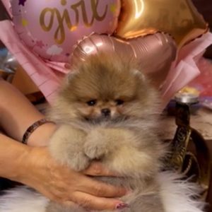Prelepi pomeranci BOO-a