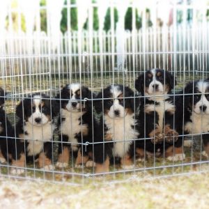 Bernese mountain dog