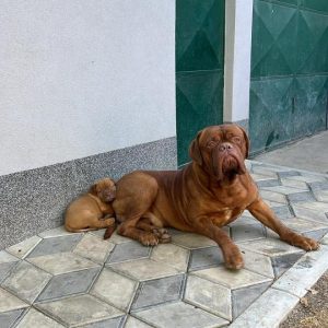 Bordoška Doga štenci